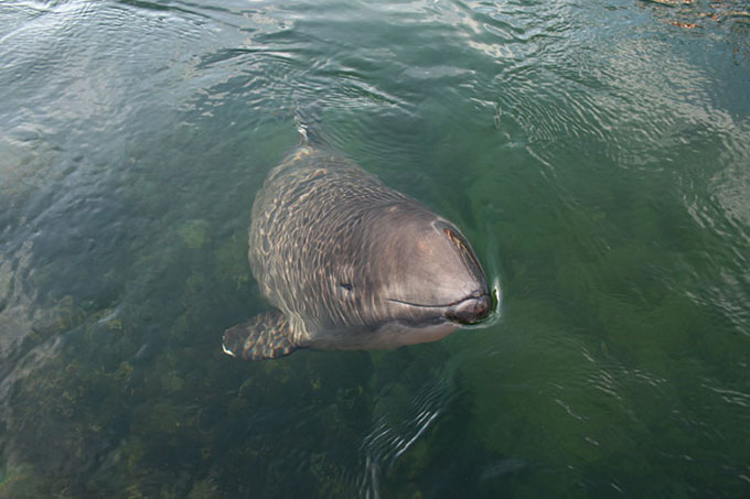 Die extrem bedrohten Schweinswale werden durch den Lärm vertrieben. - Foto: Sven Koschinski/Fjord and Belt Kerteminde DK