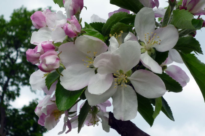 Die hübschen Blüten des Apfelbaums locken zahlreiche Insekten an, die für die Bestäubung sorgen. - Foto: Ulf Bähker