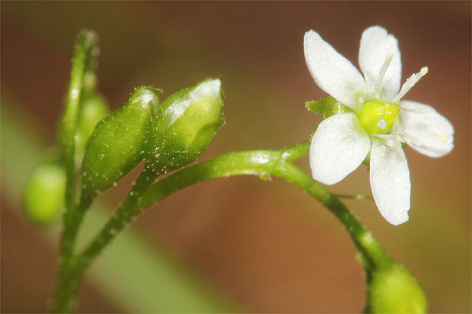Blütenstand des Rundblättrigen Sonnentaus - Foto: Helge May