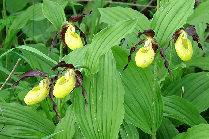 Der Frauenschuh besteht aus mehreren Trieben, die jeweils eine gelbe Blüte tragen.