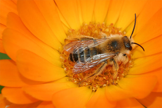 Hosenbiene an Gartenringelblume - Foto: Helge May