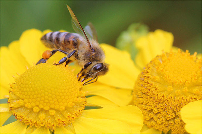 Honigbiene auf Sonnenbraut - Foto: Helge May
