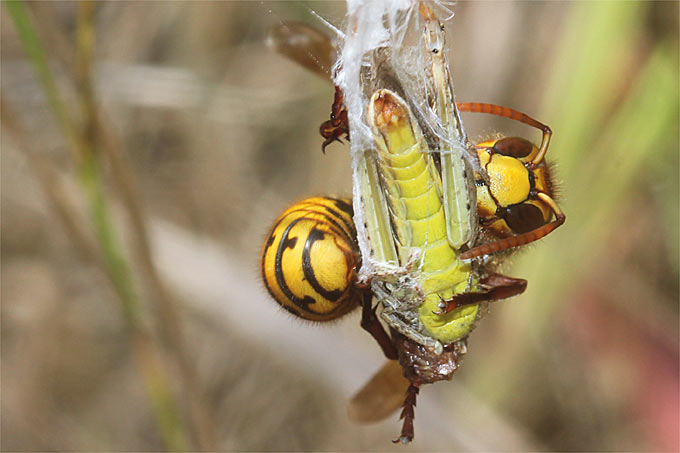 Hornisse stiehlt Heuschrecke aus Wespenspinnennetz - Foto: Helge May