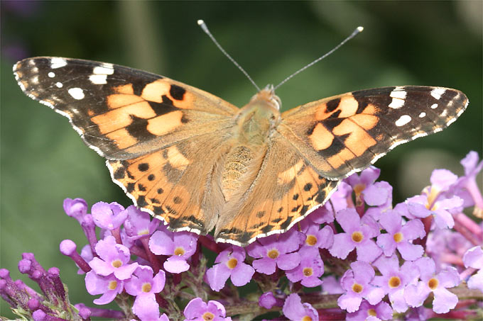Andere Insekten, zum Beispiel Schmetterlinge, sind für eine ertragreiche Ernte unverzichtbar - Foto: Helge May