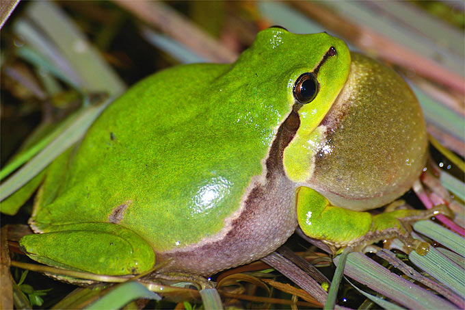 Laubfrosch - Foto: Christian Fischer