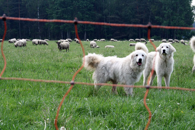 Herdenschutzhunde auf der Weide - Foto: Anette Wolff