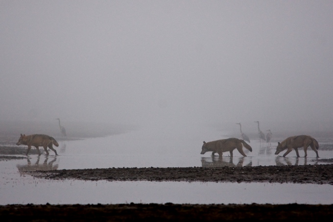 Wölfe im Nebel - Foto: NABU/Jan Noack