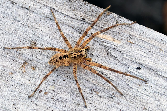 Nosferatuspinne - Foto: Robert Pfeifle/www.naturgucker.de