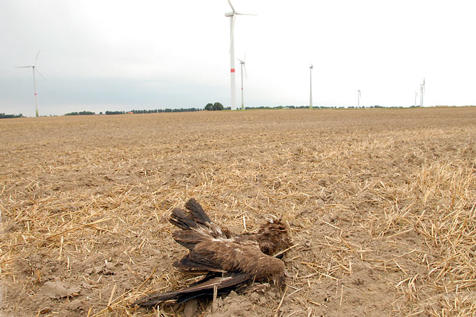 Schreiadler als Schlagopfer an Windkraftanlage - Foto: NABU