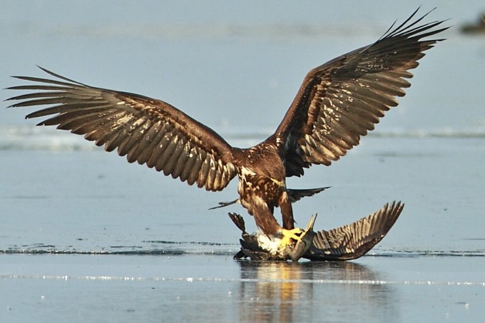 Seeadler schlägt jungen Kormoran - Foto: Thorsten Runge