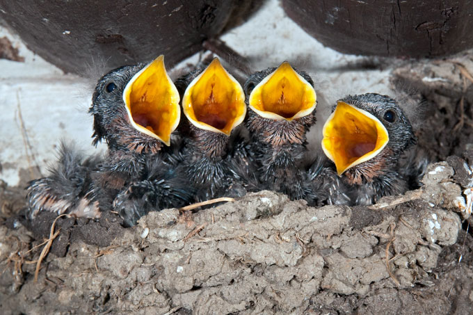 Rauchschwalbenjunge im Nest - Foto: Leo/fokus-natur.de