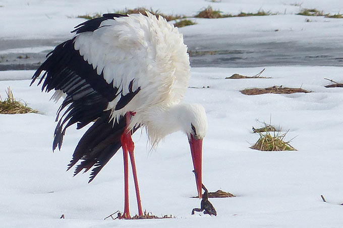 Weißstorch im Winter - Foto: LBV/Ulrike Maruszczak