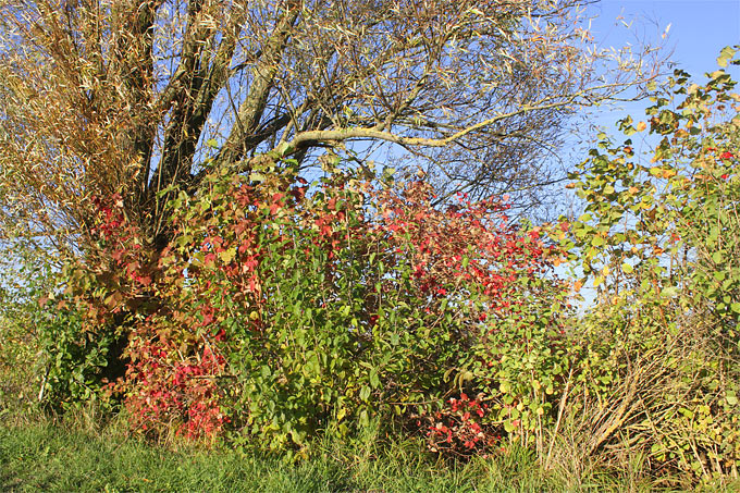 Herbstlich bunte Hecke - Foto: Helge May