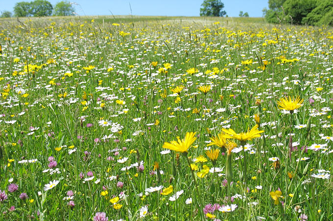 Mähwiese oberhalb des Ammersees - Foto: NABU/Florian Schöne