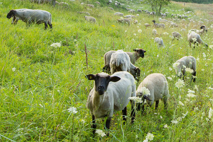 Schafbeweidung im NABU-Schutzgebiet Piepergrund (Uckermark) - Foto: NABU/Klemens Karkow