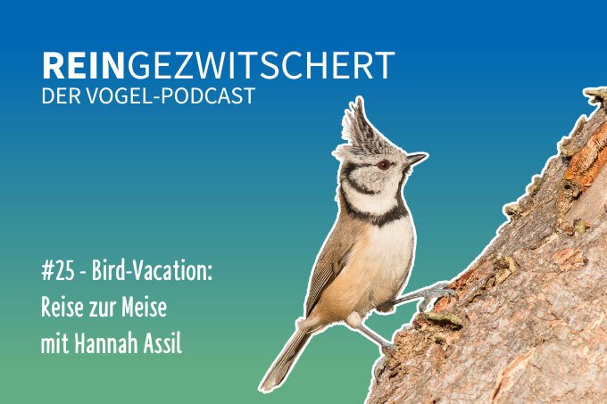 NABU-Vogelpodcast „Reingezwitschert“, Folge 25: Bird Vacation - Foto: NABU/Wolfgang Kiesewetter