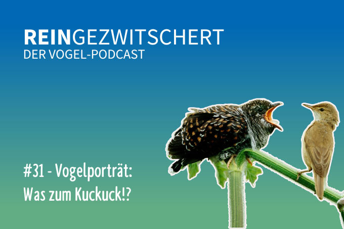 NABU-Vogelpodcast „Reingezwitschert“, Folge 31: Was zum Kuckuck? - Foto: David Kjaer