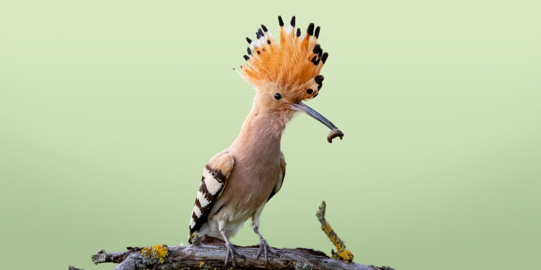 Der Wiedehopf ist Vogel des Jahres 2022 - Foto: Paul Gläser