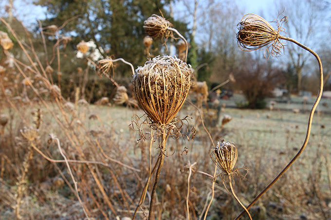 Naturnahe Staudenfläche in Wendlingen im Winter. Foto: NABU/A. Marquardt