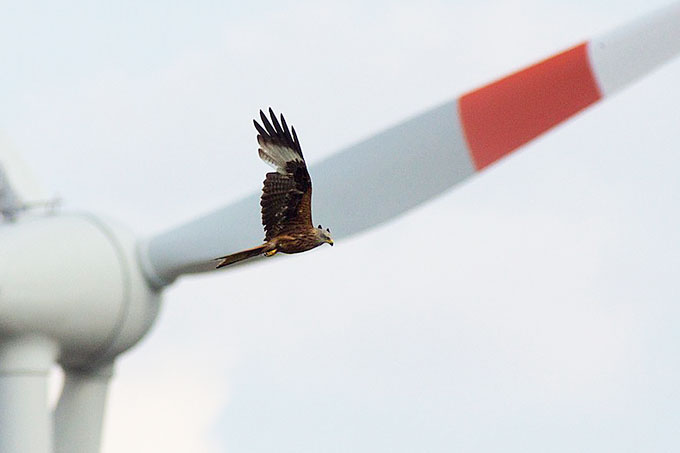 Ein Rotmilan fliegt vor einer Windkraftanlage - Foto: NABU/Maik Sommerhage