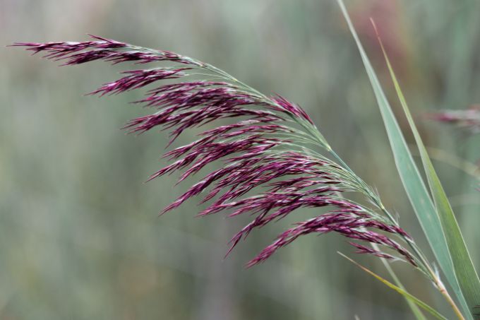 Schilblüten des Gewöhnlichen Schilfs