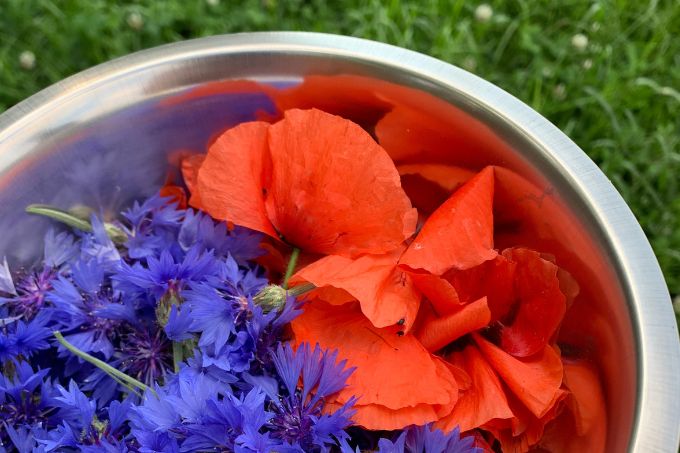 Gesammelte Mohnblumen- und Kornblumenblüten für Färbeversuche