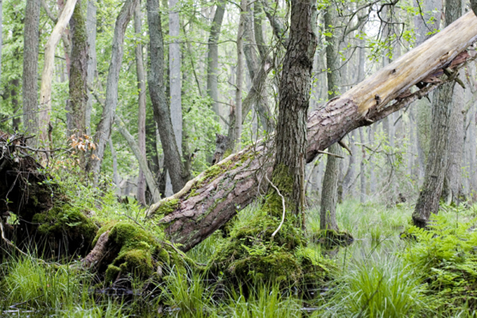 Totholz im Griever Holz - Foto: Klemens Karkow