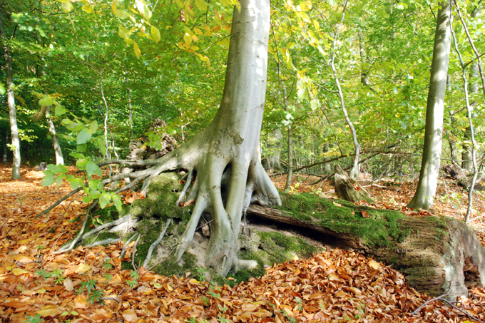 Totholz im NSG Griever Holz - Foto: Britta Gronewold