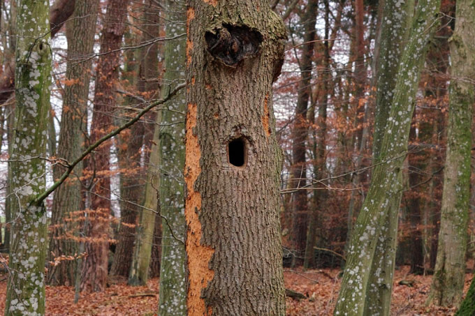 Totholz im Griever Holz - Foto: Marcus Rudolf