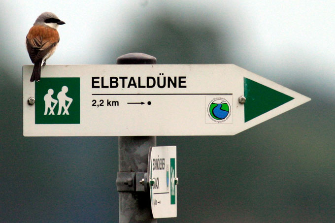 Hinweisschild zur Elbtaldüne bei Klein Schmölen - Foto: Klemens Karkow