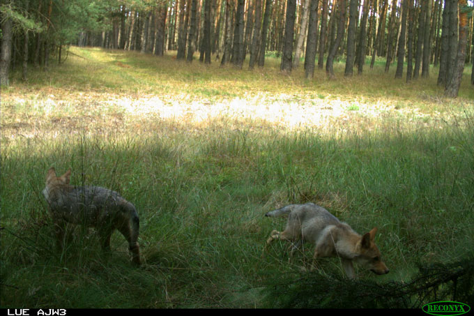 Wolfswelpen Mitte Juli 2015 in der Lübtheener Heide - Foto: WWF/Norman Stier