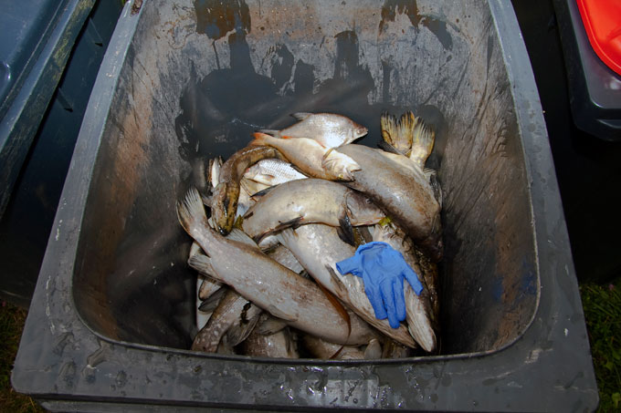 Tote Fische nach Giftskandal an der Peene - Foto: Michael Bonifer