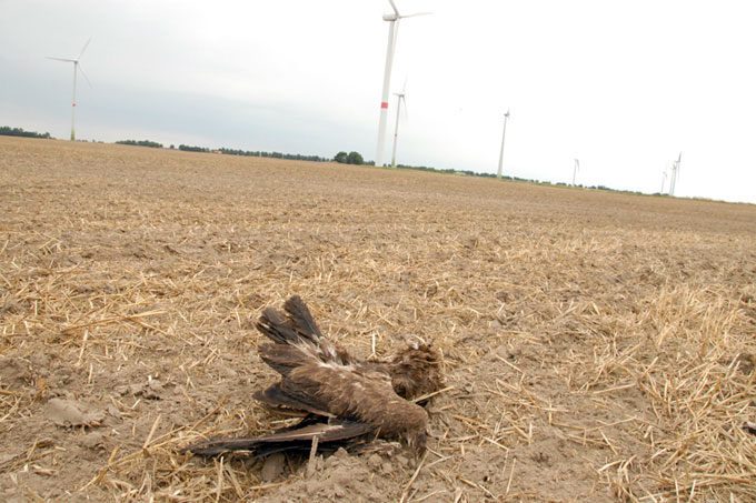 Ein Schreiadler ist Schlagopfer einer Windenergieanlage - Foto: Hinrich Matthes