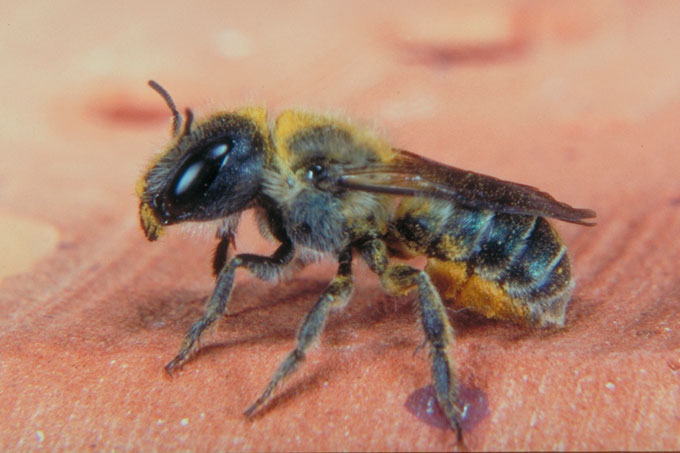 Weibchen der Blauen Mauerbiene - Foto: Volker Fockenberg