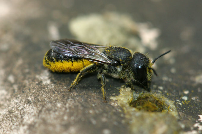 Weibchen der Löcherbiene - Foto: Volker Fockenberg