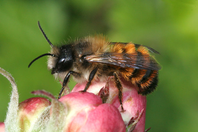 Männchen der Rostroten Mauerbiene - Foto: Volker Fockenberg