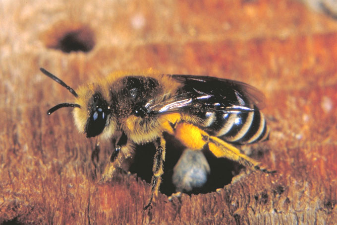 Weibchen der Seidenbiene - Foto: Volker Fockenberg