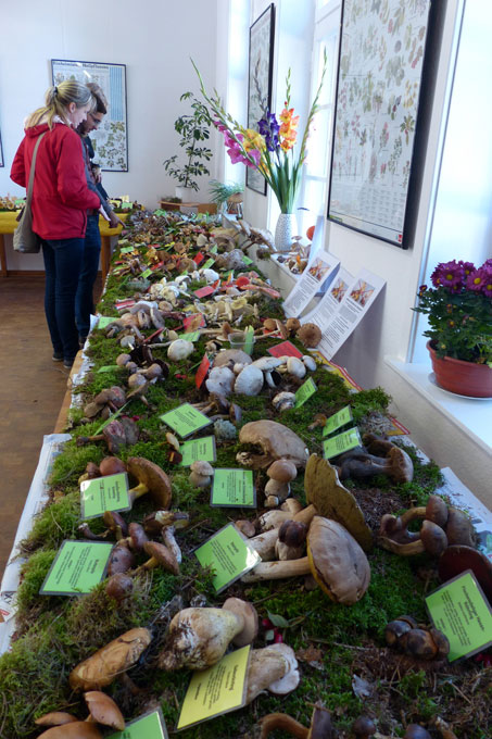 Pilzausstellung in der Naturschutzstation Schwerin - Foto: Katja Burmeister
