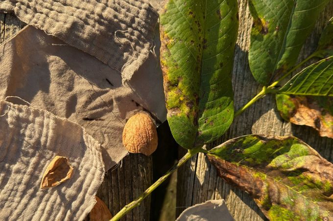 Naturfärbungen mit Walnussschalen auf pflanzlichen Fasern