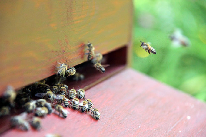 Honigbienen im Anflug - Foto: Dr. Rica Münchberger