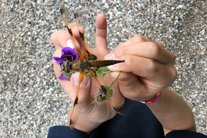 Naturerlebnis mit einer Vierfleck-Libelle - Foto: Eva Rieber