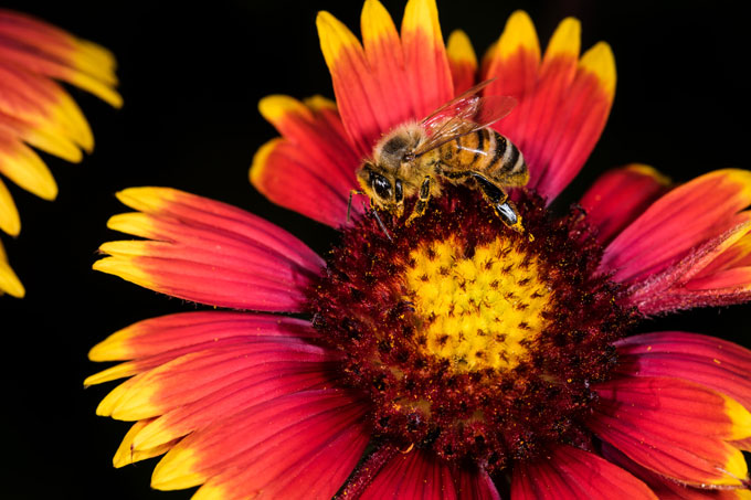 Naturgärten sind ein Paradies für Insekten - Foto: Sebastian Hennigs