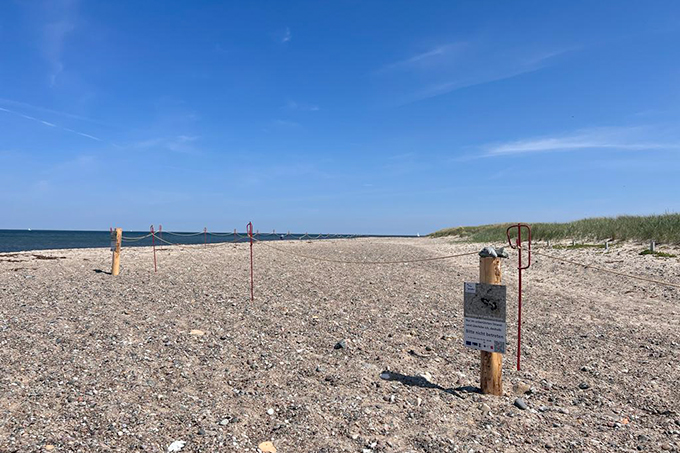 Temporäre Strandeinzäungung mit Infoschild im NSG Riedensee - Foto: NABU Mittleres Mecklenburg