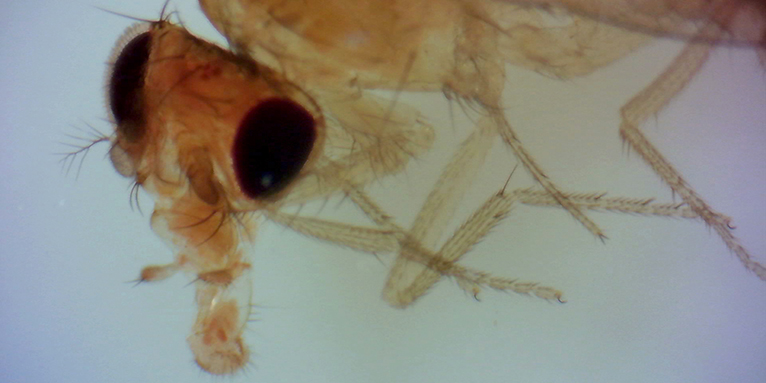 Drosophila melanogaster unter dem Mikroskop - Foto: Melanie Kasper