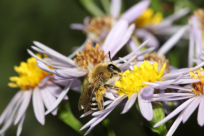 Mit der App „Vielfalt erforschen“ auf Wildbienensuche gehen