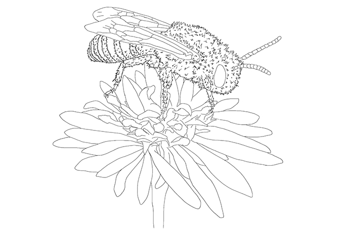 Ausmalbild Salzastern-Seidenbiene - Illustration: Moritz Irmscher