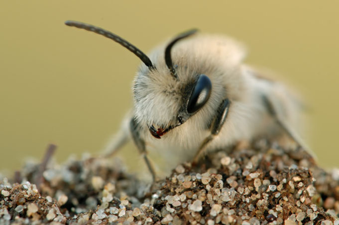 Frühlings-Seidenbiene - Foto: Markus Gebel