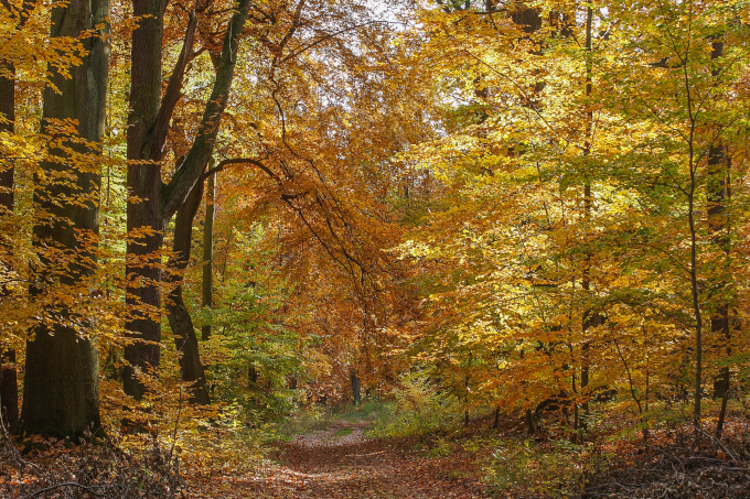 Wald im Herbst - Foto: Wolfgang Ewert