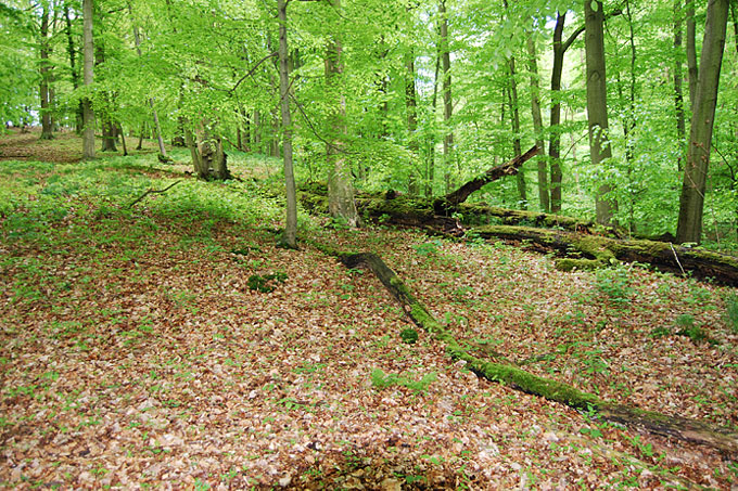 Typischer Hangwaldanblick im Frühjahr mit Totholz und aufkommender Naturverjüngung - Foto: Lutz Runge