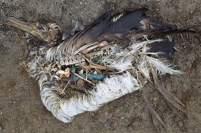 Vögel und Meerestiere halten den Plastikmüll für ihre natürliche Nahrung und sterben an inneren Verletzungen oder einem verstopften Magen. - Foto: Chris Jordan